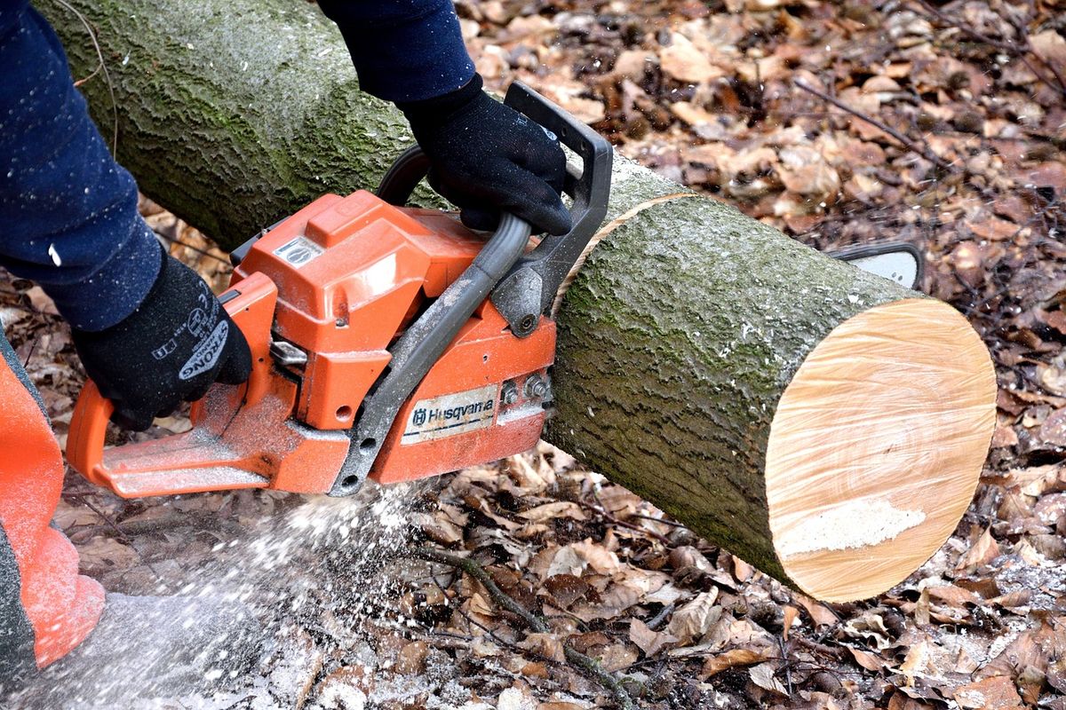 Bûcheron sciant un tronc d'arbre à la tronçonneuse en forêt