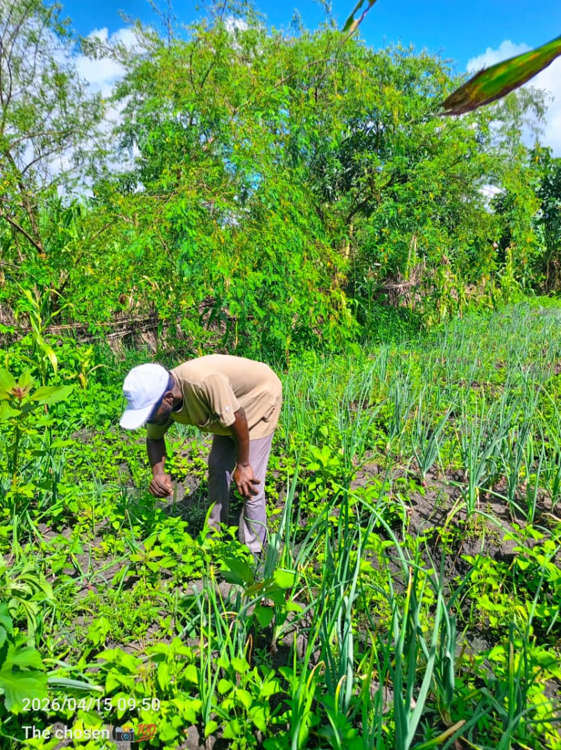 A thriving community garden