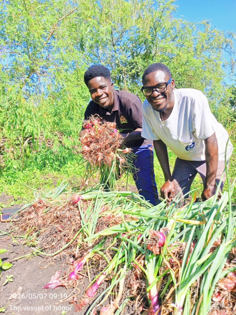 Successful onion harvest