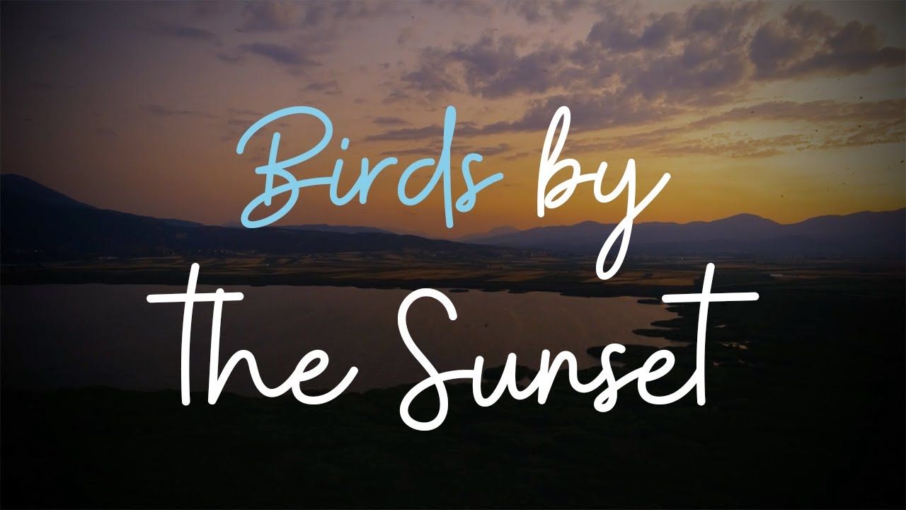 Birds by the Sunset Thumbnail Picture