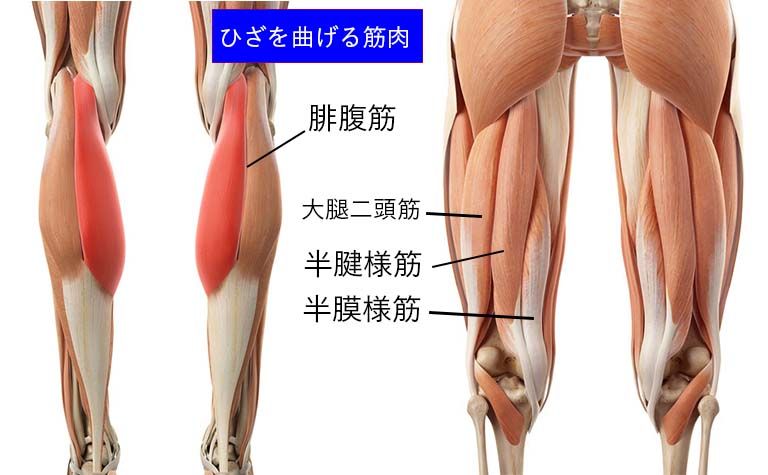 ひざをまげる筋肉