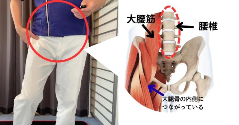 からだの幹となる大腰筋