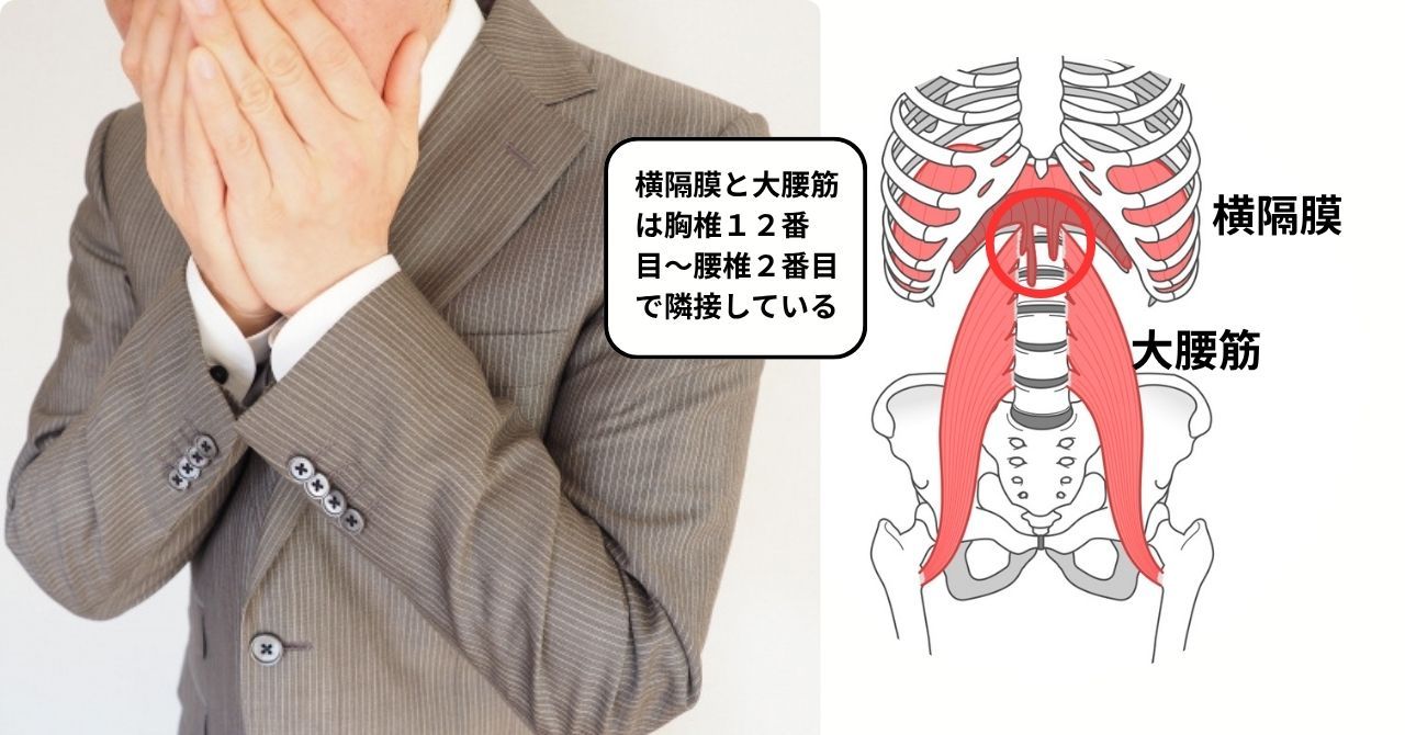 横隔膜と大腰筋はつながっている
