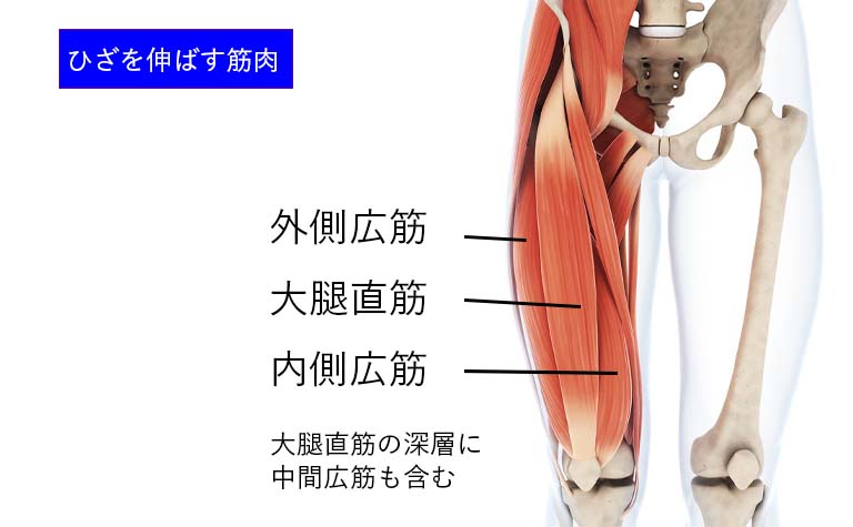 ひざを伸ばす役割の大腿直筋