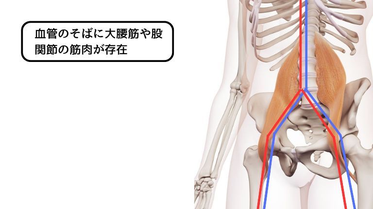 大腰筋の周囲には血管があるのでロックすると全身の血流に影響します