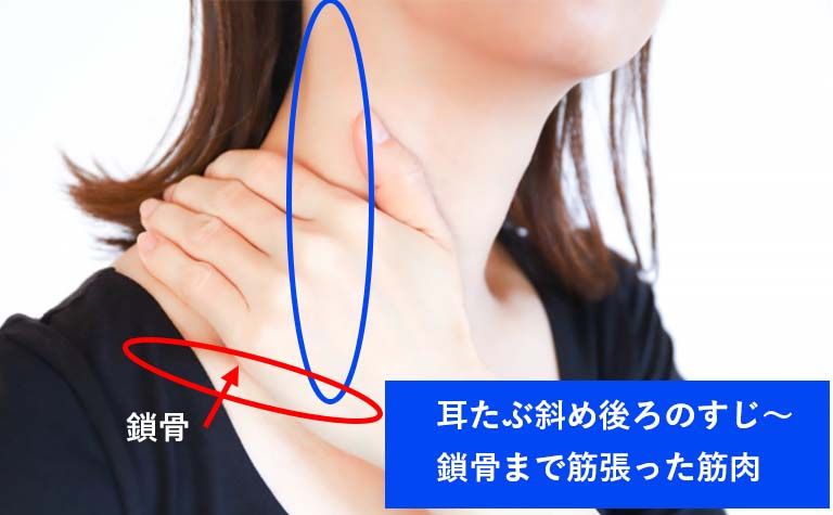 胸鎖乳突筋は耳たぶの後ろから鎖骨までの筋肉