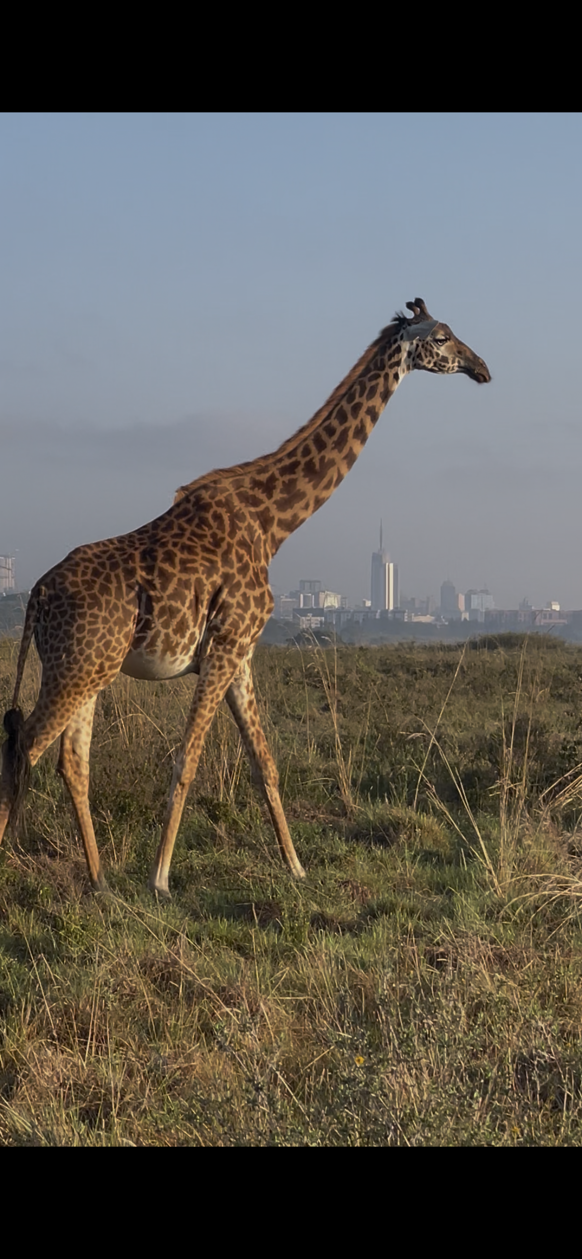 Giraffe standing on open grassland with a distant city skyline behind it.