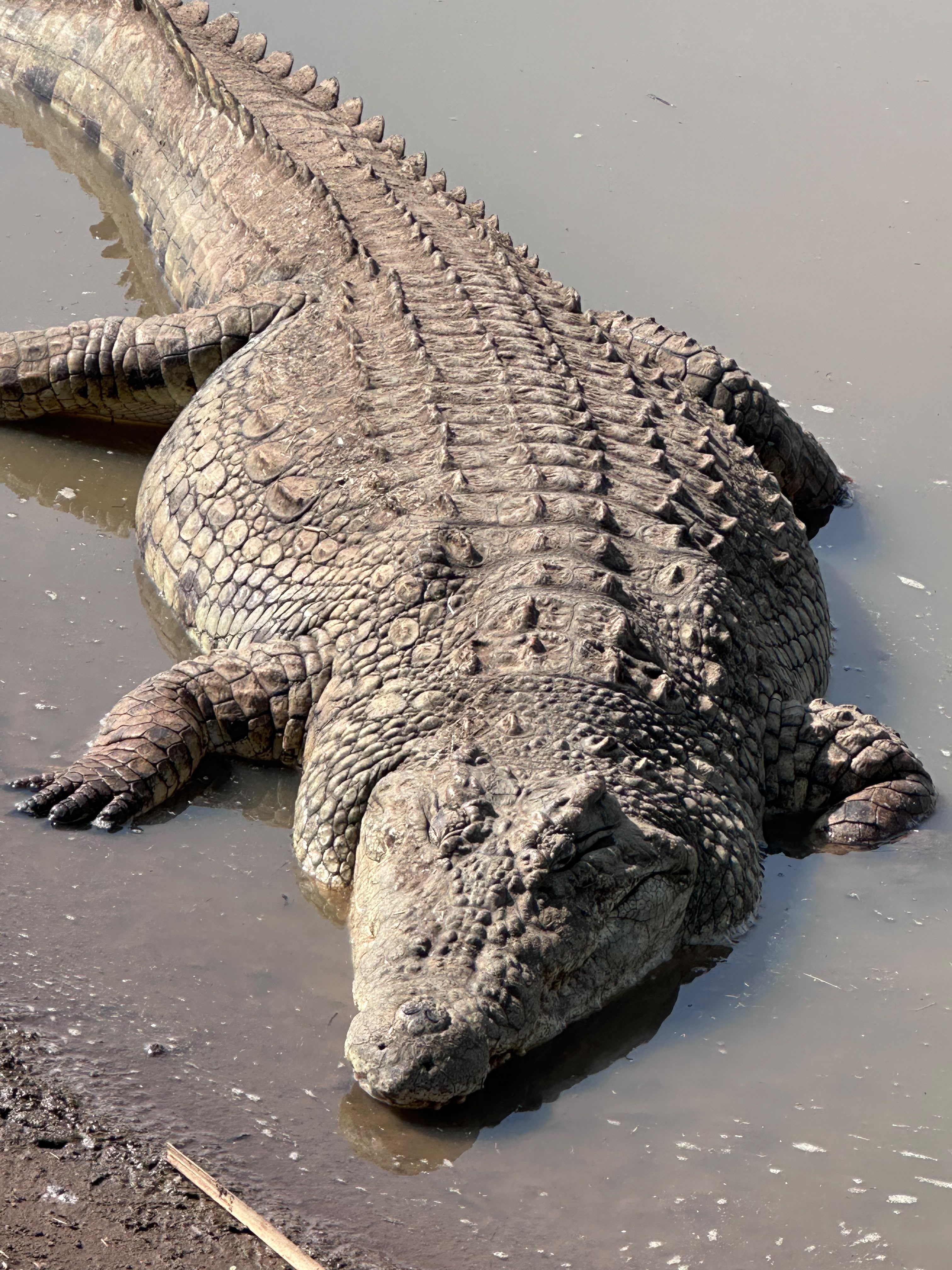 Large crocodile resting on the ground beside the water.