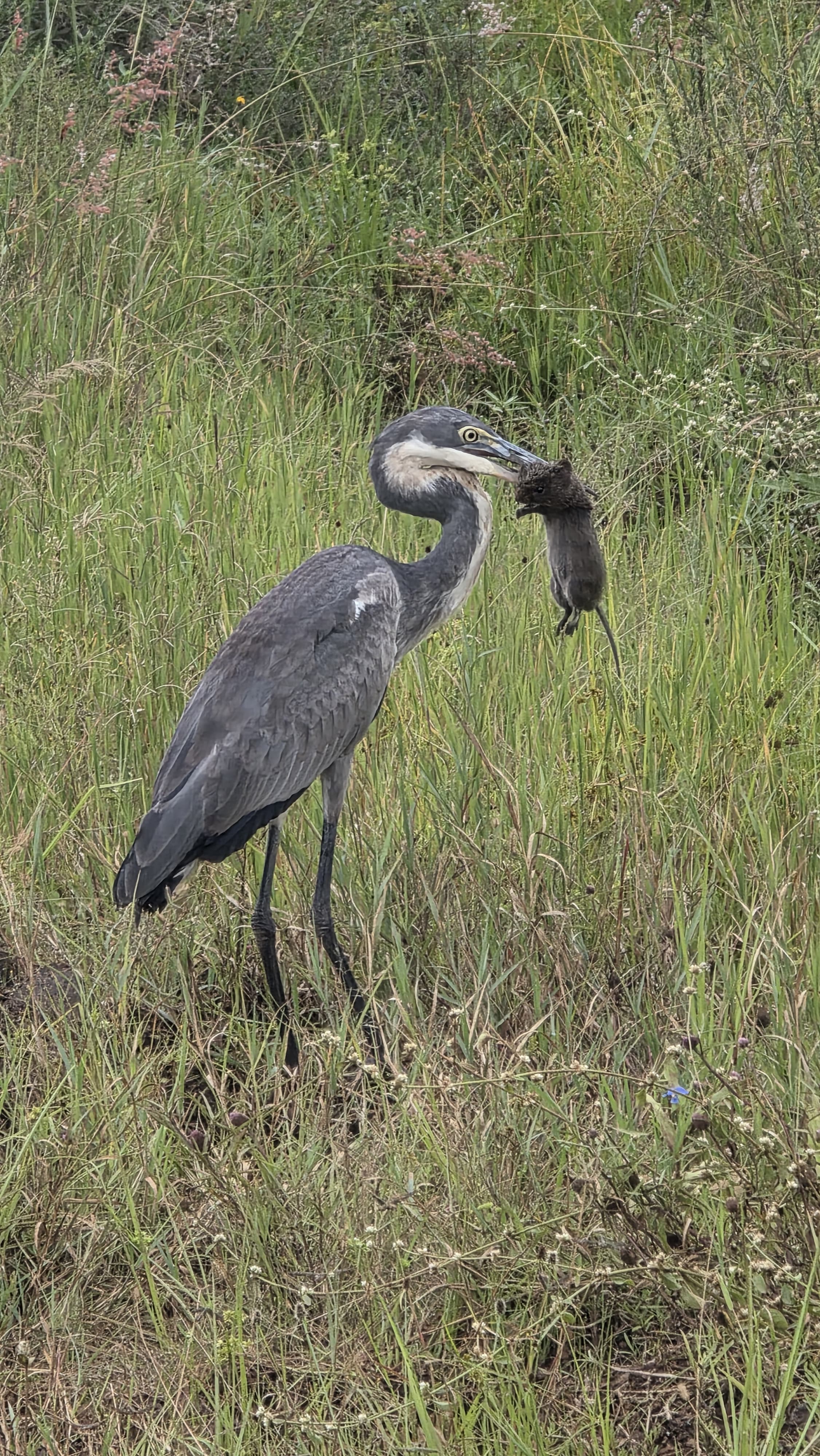 Large dark bird holding a snake in its beak while standing in tall grass.