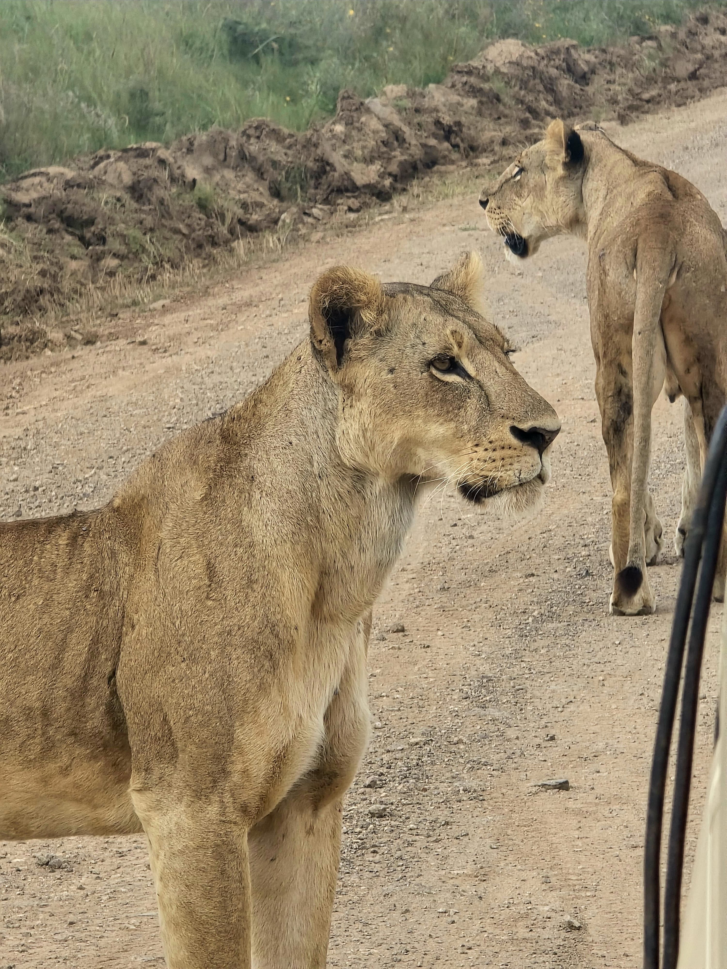 Two lions standing beside a dirt safari track at close range.