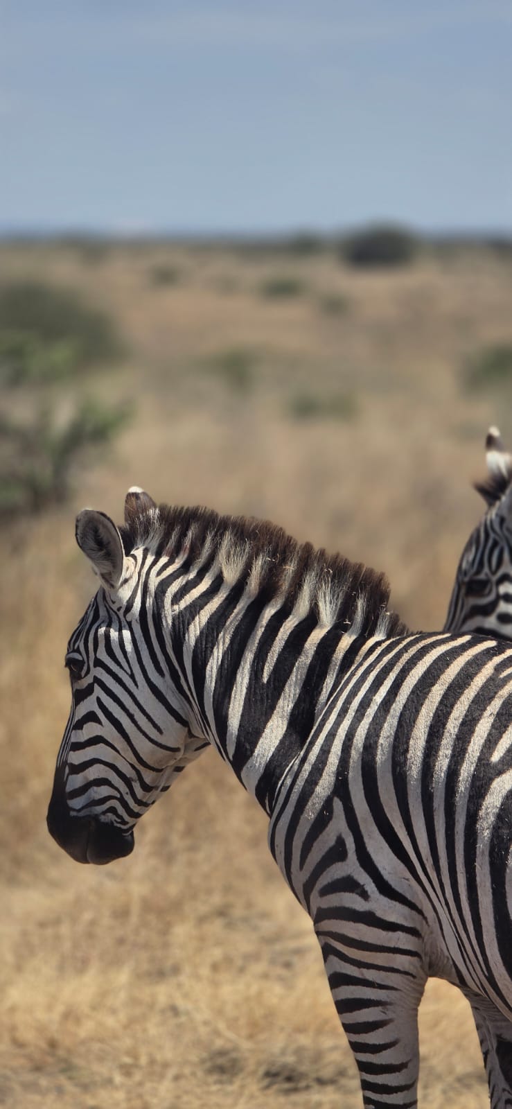 Close-up side profile of a zebra standing on open grassland.
