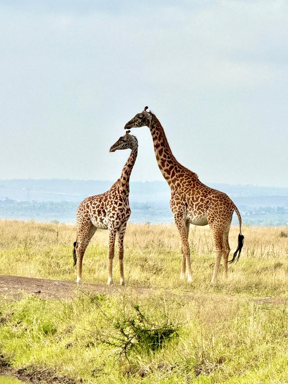 Two giraffes standing together on sunlit open grassland.