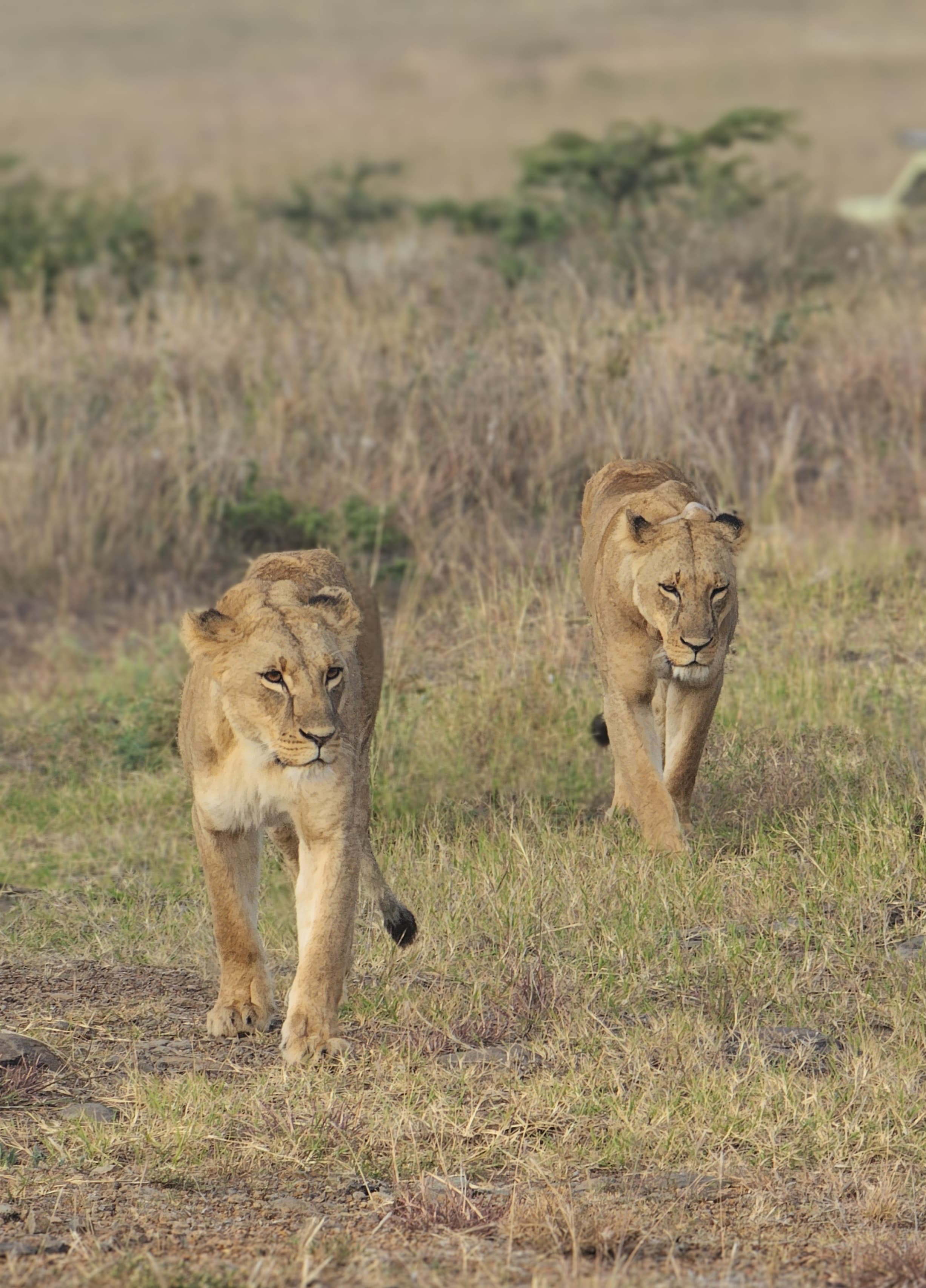 Three lions walking together through dry grassland.