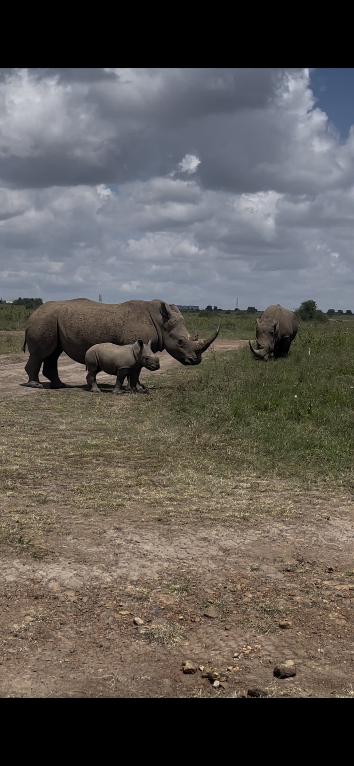 A group of rhinoceroses crossing open plains beneath dark storm clouds.