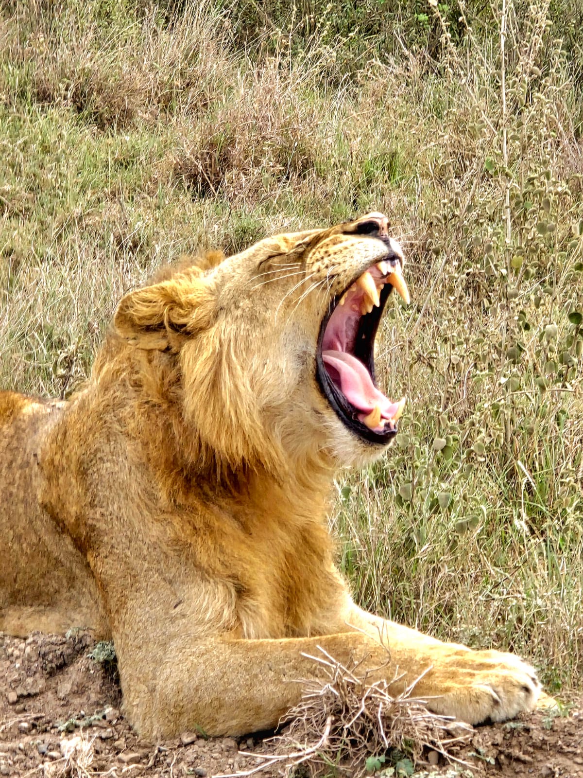 Male lion lying in the grass with its mouth wide open.