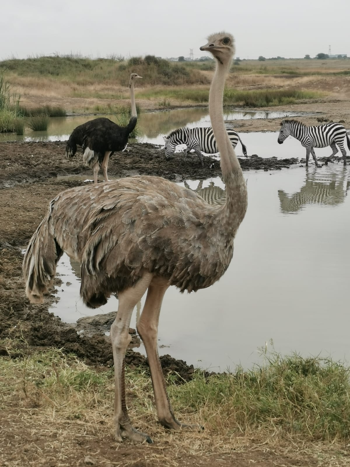 Ostrich standing beside a waterhole with zebras and other grazing wildlife behind it.