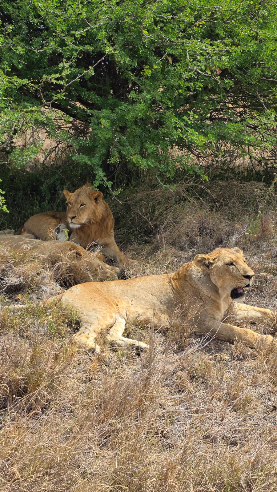 Two lions resting on dry ground beside green bushes.