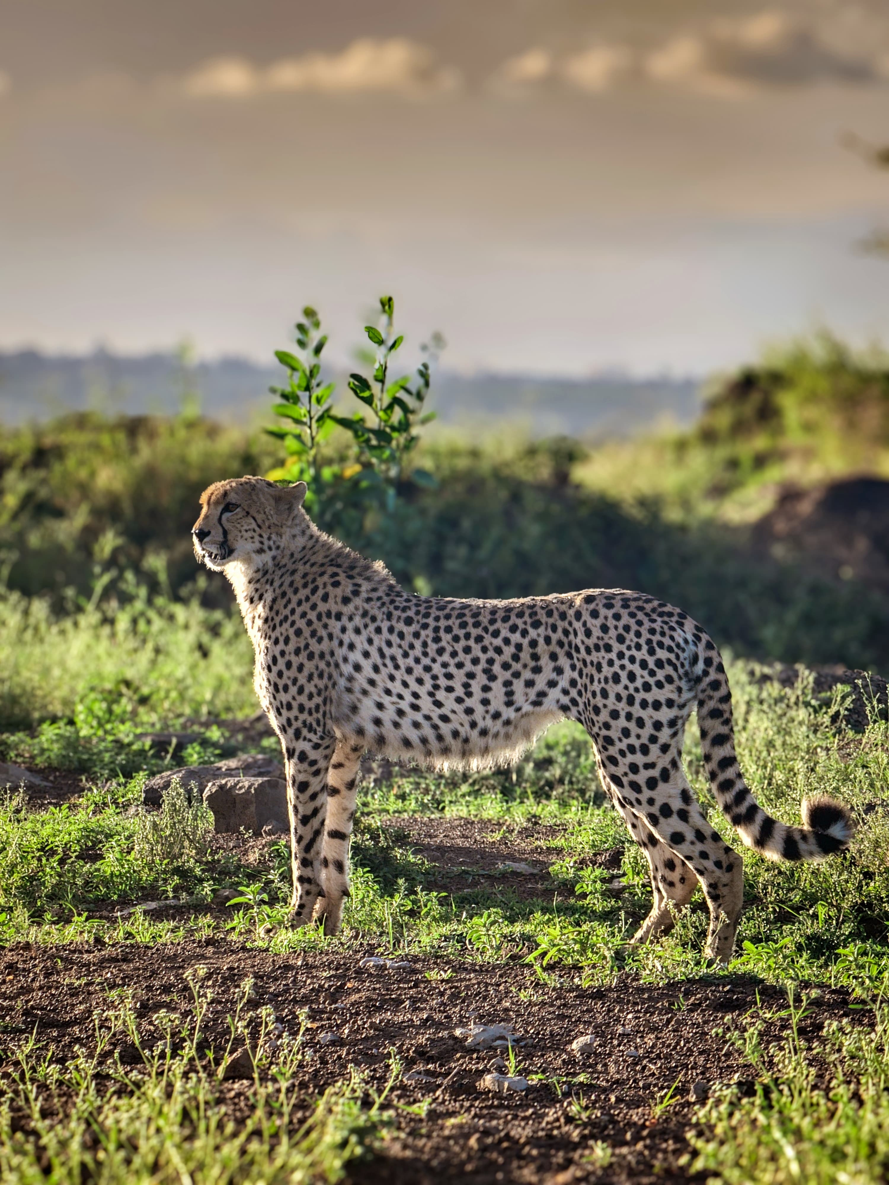 Cheetah standing alert on open grassland with evening light behind it.