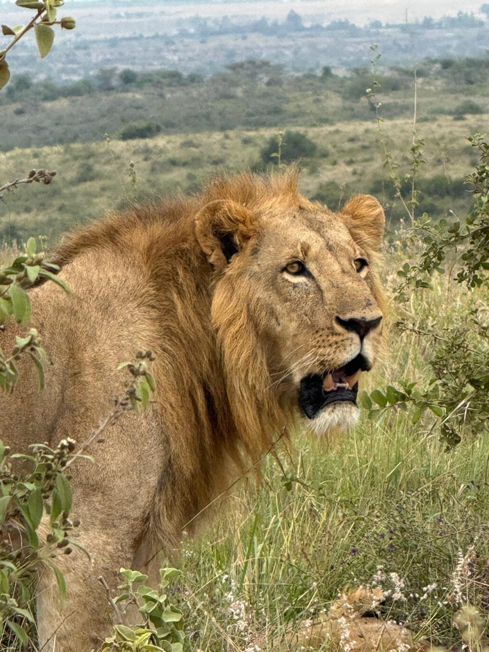 Male lion standing in grass with a wide savannah landscape behind him.