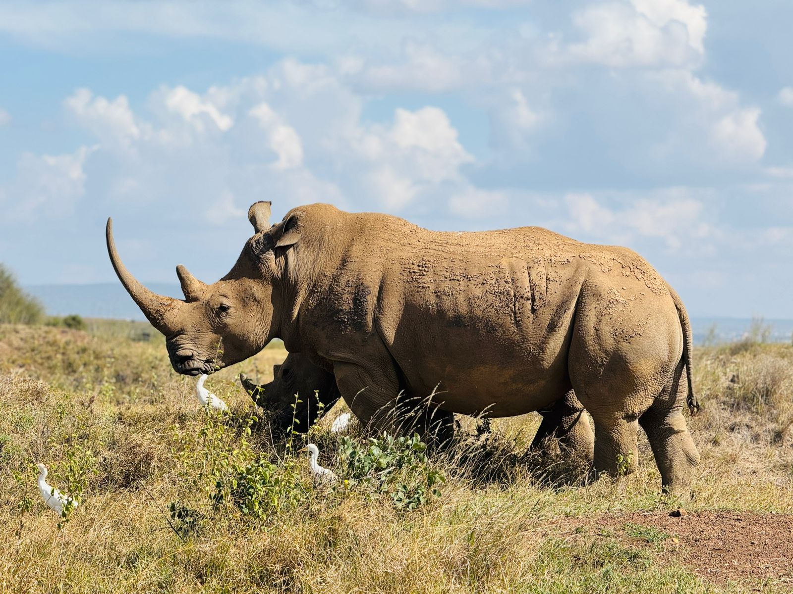 Two rhinoceroses walking through open savannah beneath a blue sky.