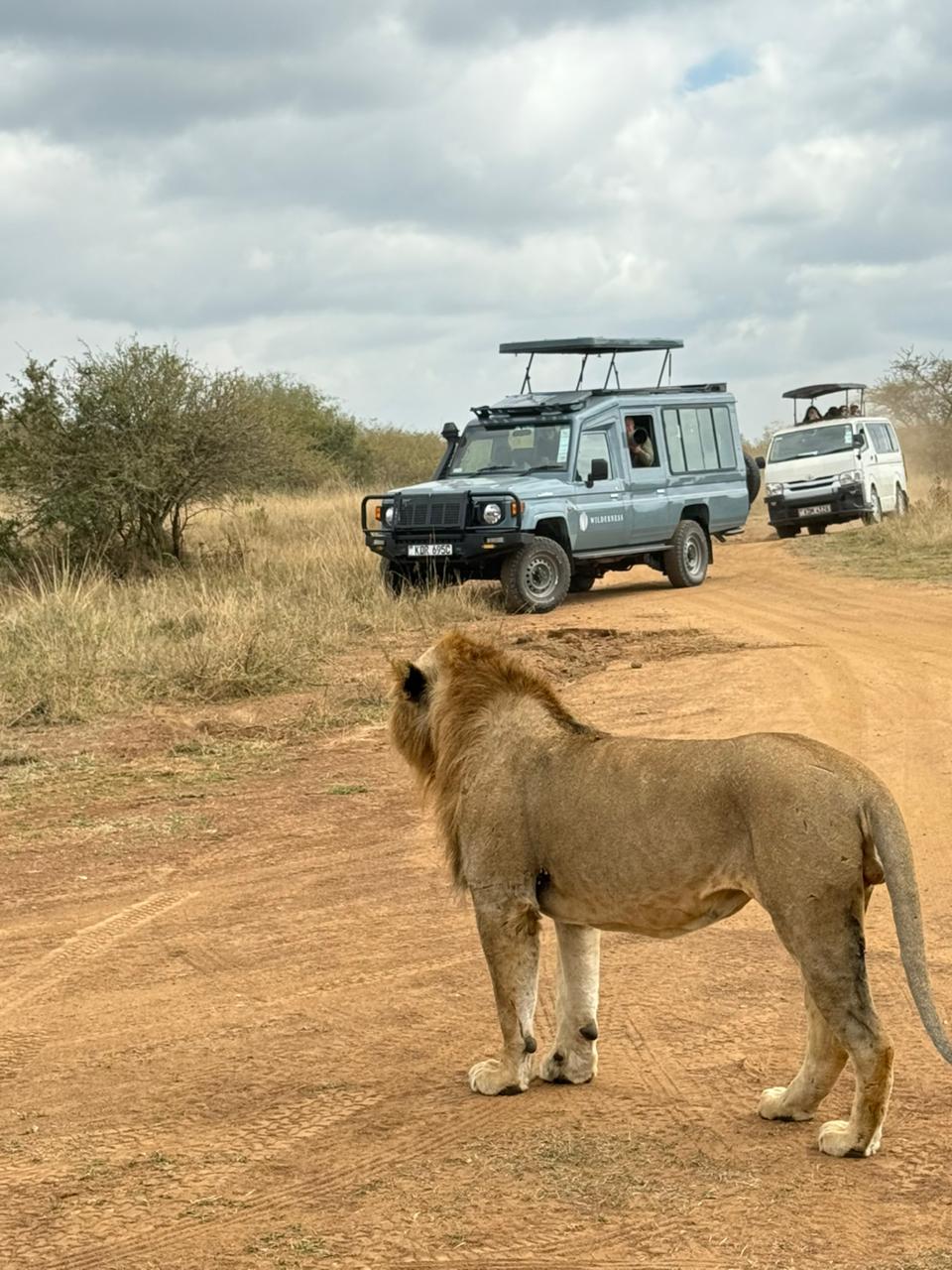 Lioness standing on a dirt safari track with safari vehicles in the background.