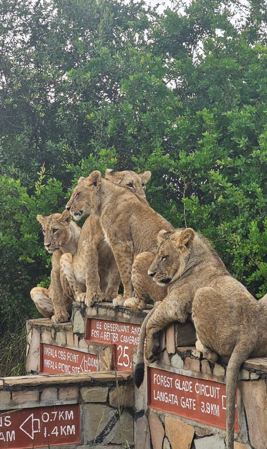 Several lions resting on and beside safari route signs beneath trees.