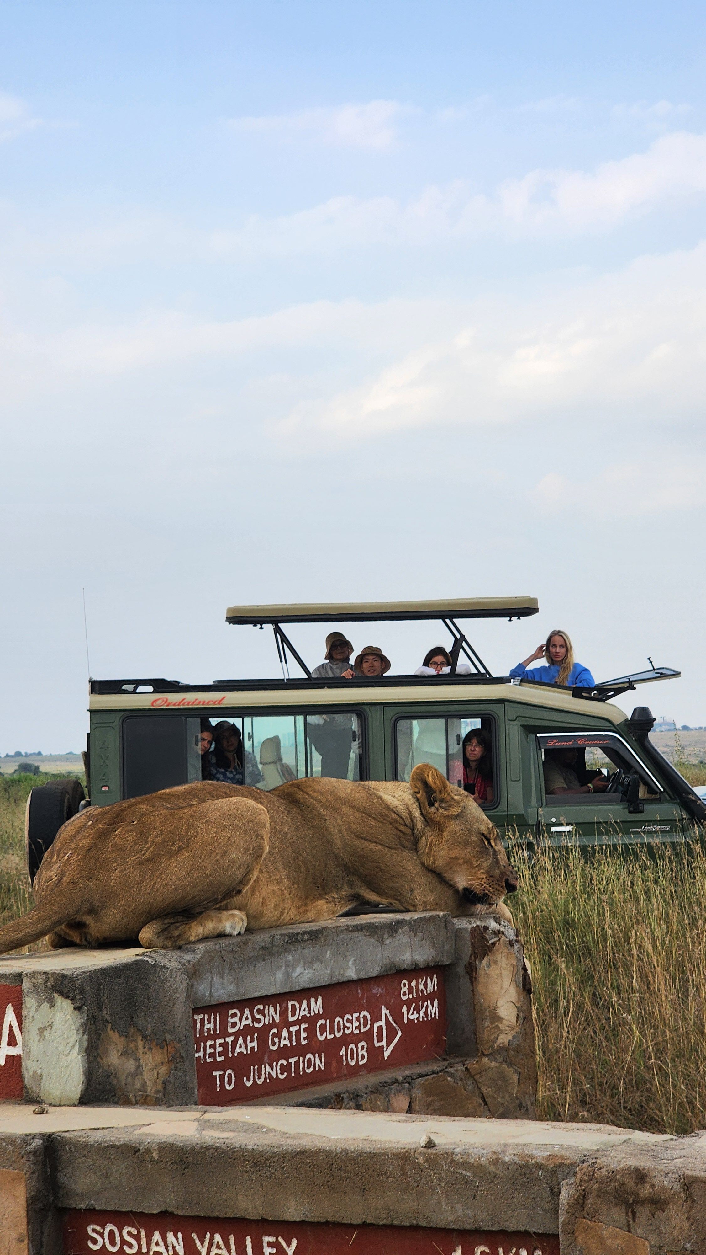 Lion lying across a roadside safari sign with a vehicle in the background.