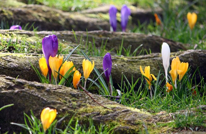 Different colour crocus growing nearby exposed tree roots