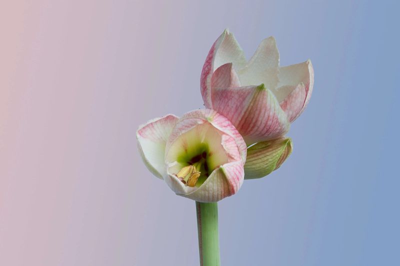 Close up of pink and white amaryllis bulbs flowering