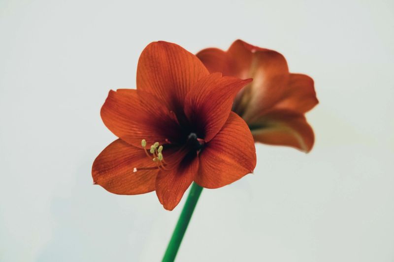 Close up of a red amaryllis flower