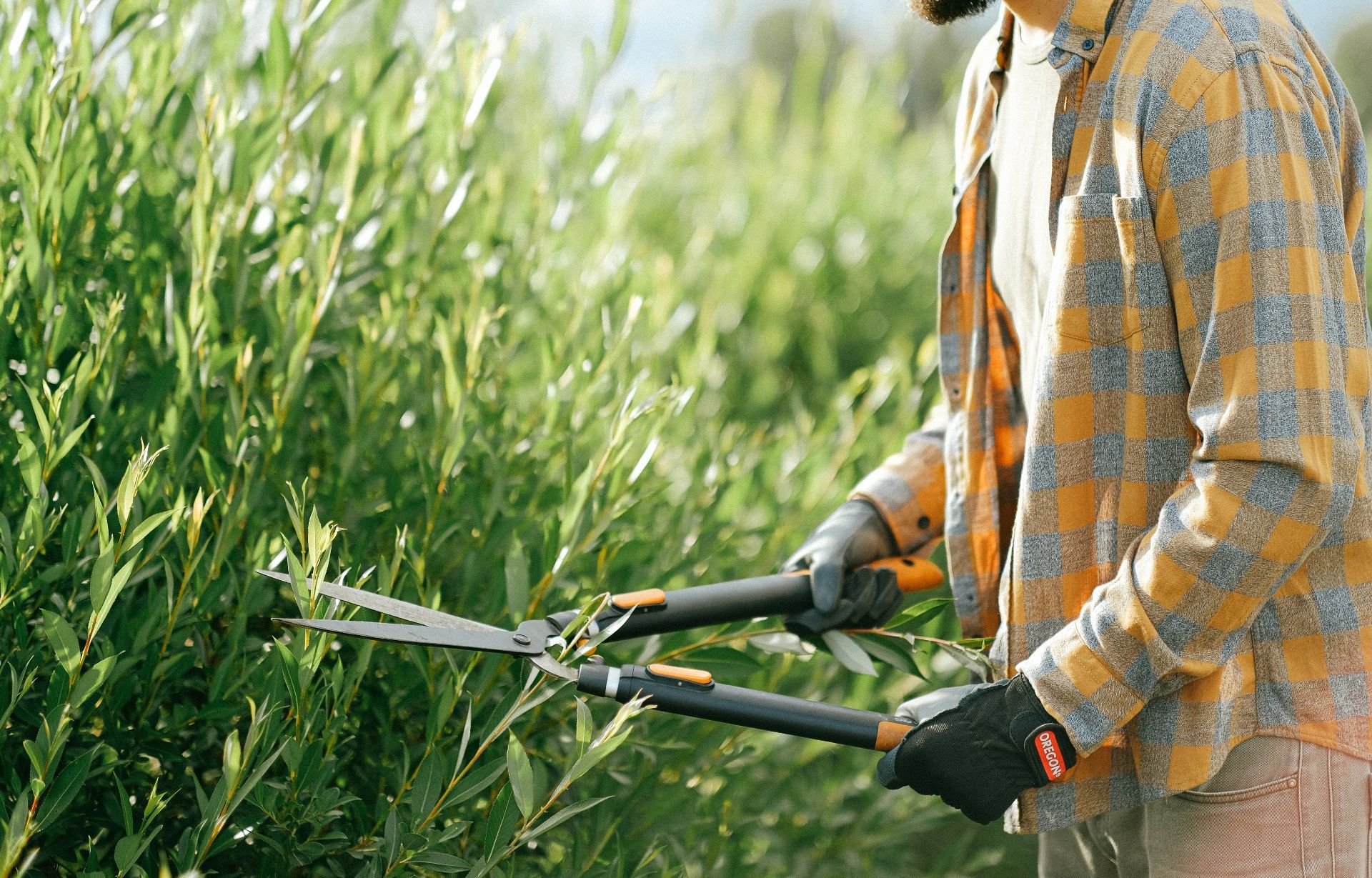 A gardener with shears, trimming a bush