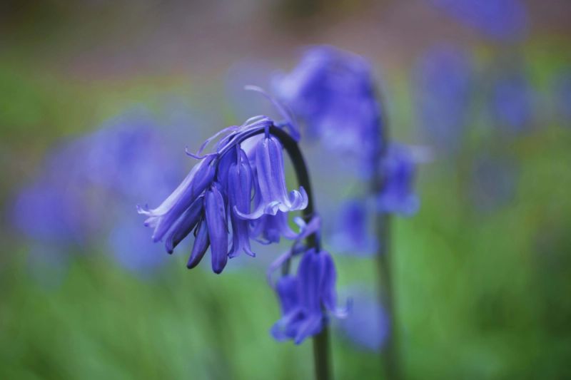 Close up of a growing bluebell