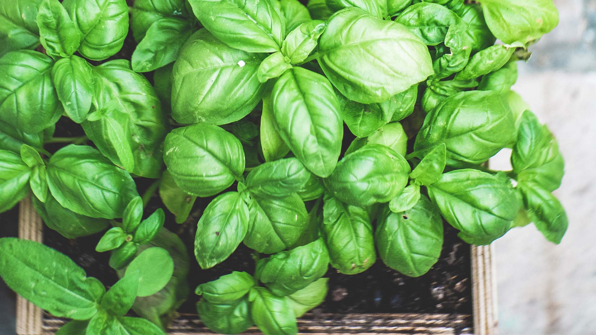 Базилик листья. Базилик зеленый цветы. Качества базилика. Базилик. Базилик полезные свойства.