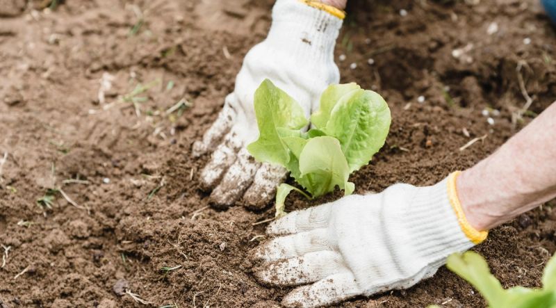 Hands planting a lettuce plant