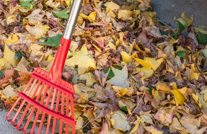 Raking up autumn leaves from the ground
