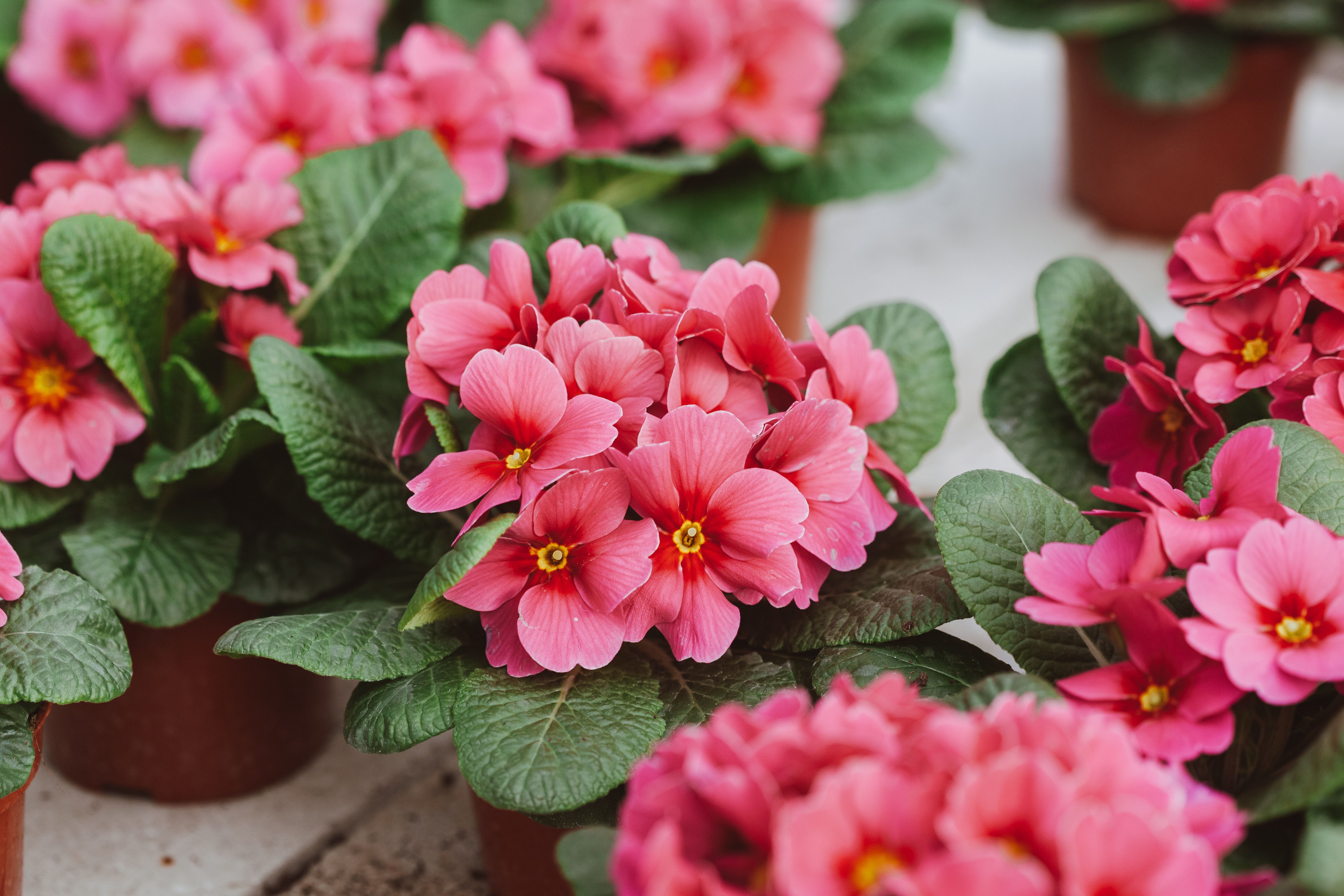 What to plant in March for instant impact Sproutl