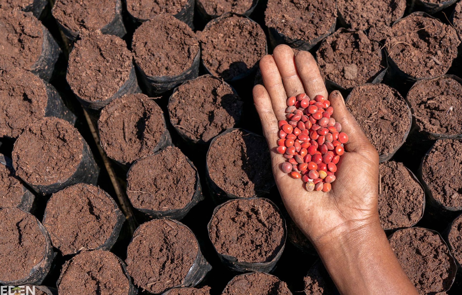 Person holding red seeds over bags of soil