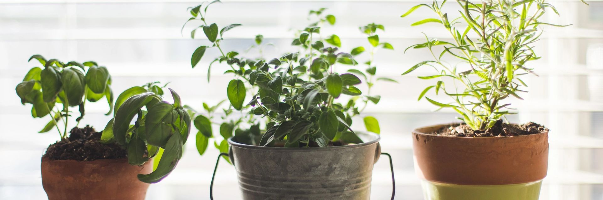 how-to-keep-a-herb-garden-alive
