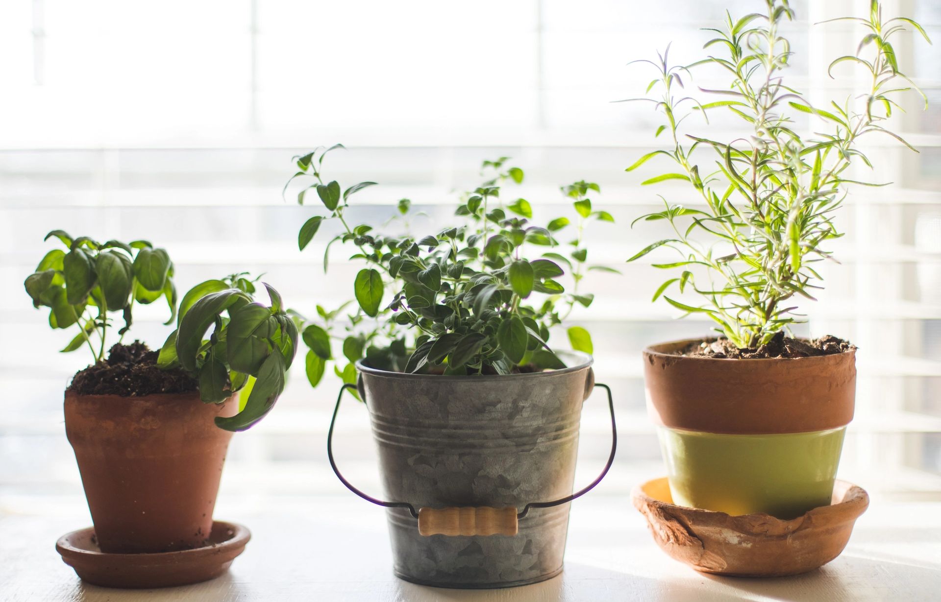 how-to-keep-a-herb-garden-alive