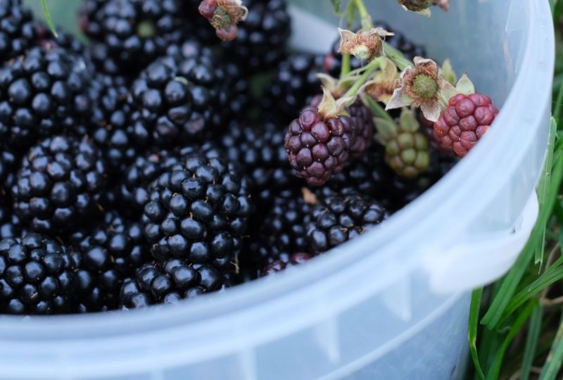 Freshly picked blackberries in a plastic tub