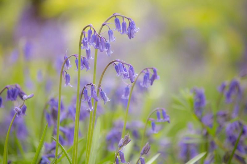 Close up of bluebells