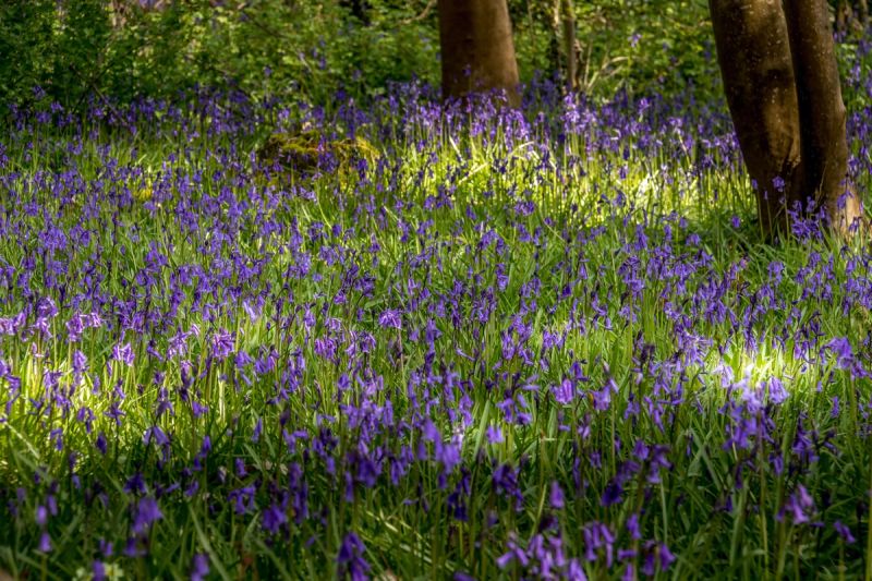 Field of bluebells with some trees in the background