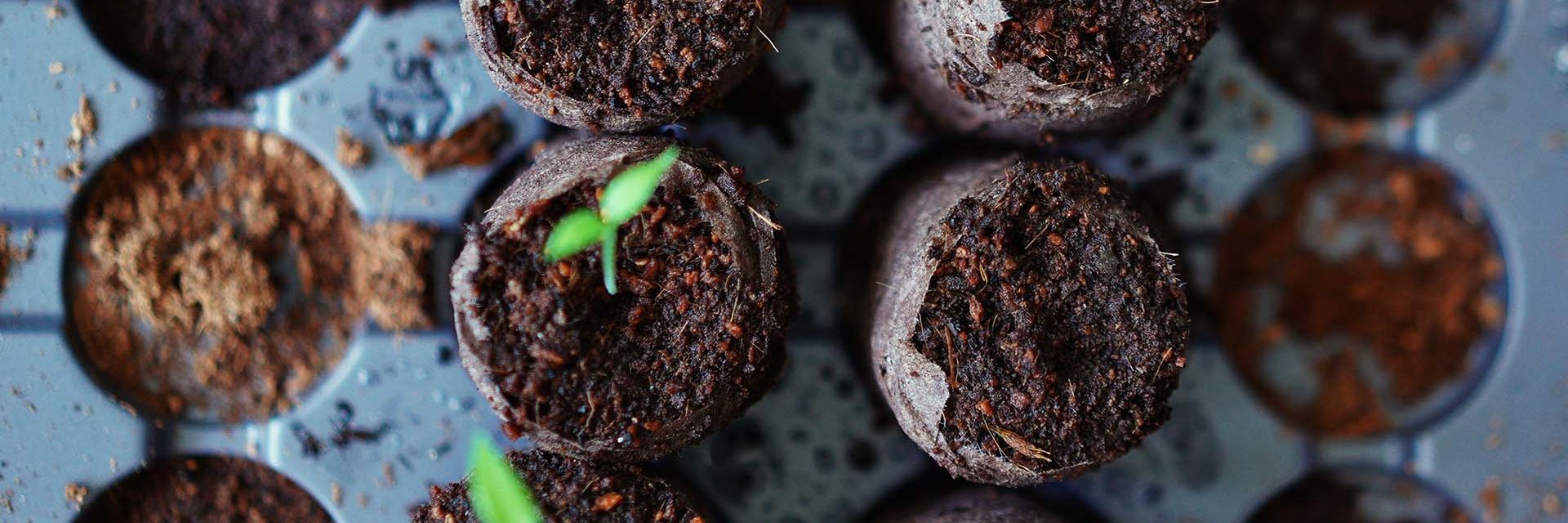 How-to-sow-seeds-for-vegetables