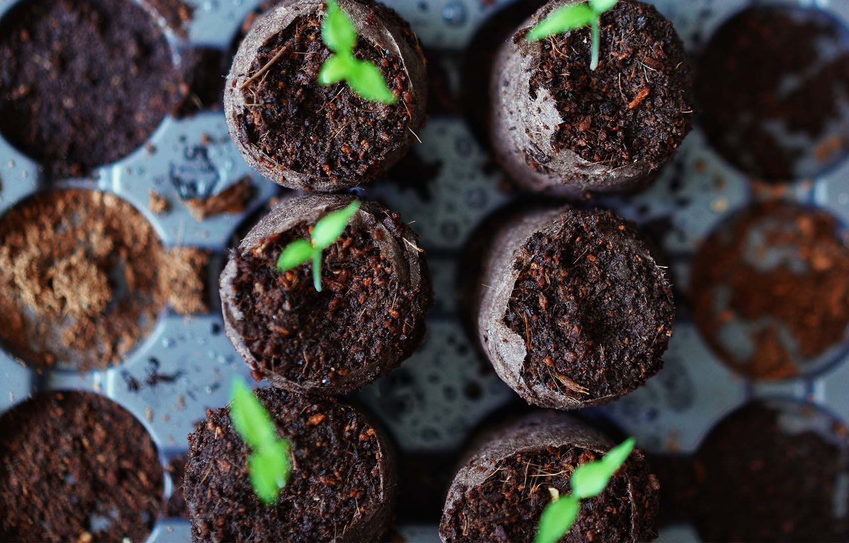 How-to-sow-seeds-for-vegetables