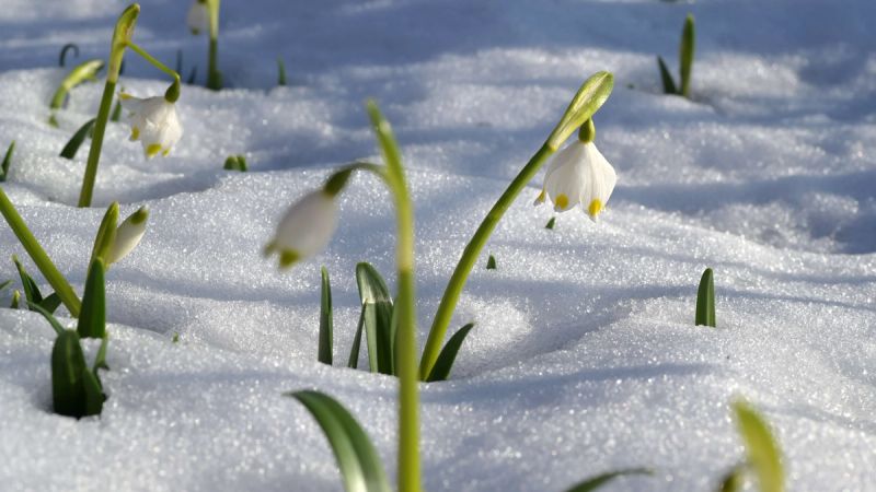 Snowdrops growing out of ground that is covered in a layer of snow