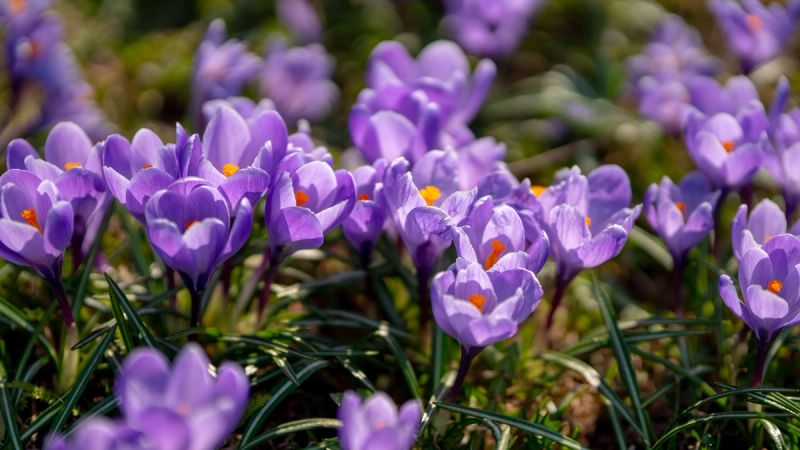 Many small purple crocus growing nearby each other