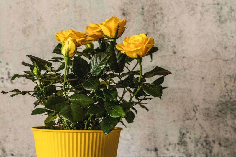 Yellow roses in a yellow pot
