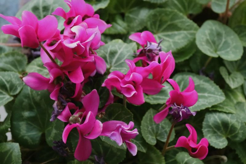 Bright pink cyclamen flowers