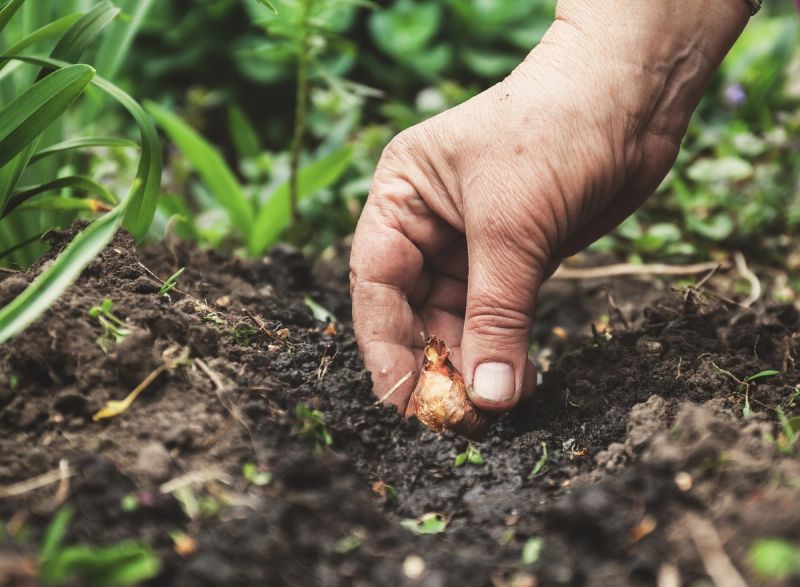 Hand planting a daffodil bulb in the ground