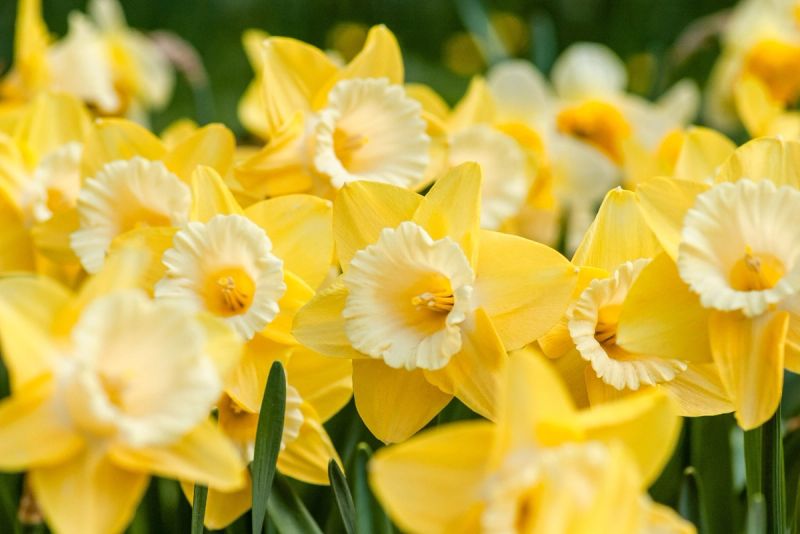 Close up of yellow daffodils in flower